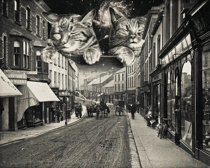 Cool Cats
